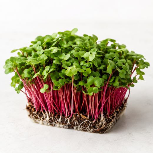 Microgreens di ravanello rosso